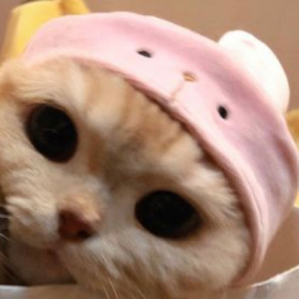 Meet your Posher, Diana